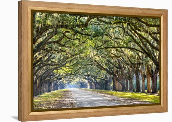 Savannah, Georgia, USA Oak Tree Lined Road at Historic Wormsloe Plantation.-SeanPavonePhoto-Framed Premier Image Canvas