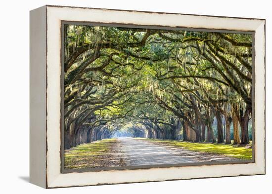 Savannah, Georgia, USA Oak Tree Lined Road at Historic Wormsloe Plantation.-SeanPavonePhoto-Framed Premier Image Canvas