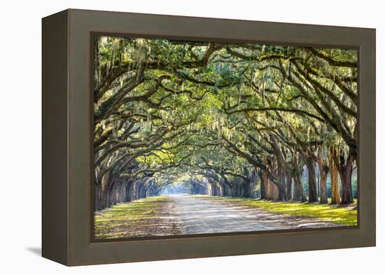 Savannah, Georgia, USA Oak Tree Lined Road at Historic Wormsloe Plantation.-SeanPavonePhoto-Framed Premier Image Canvas