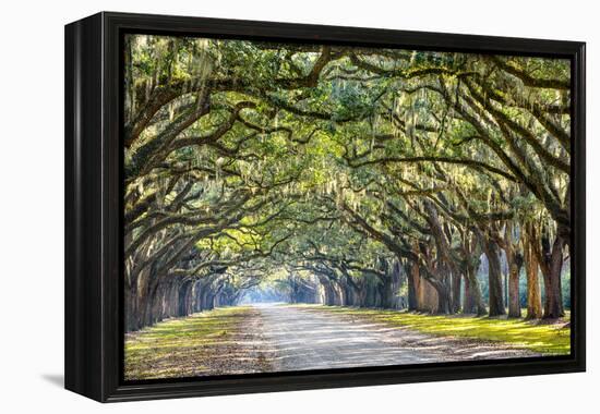 Savannah, Georgia, USA Oak Tree Lined Road at Historic Wormsloe Plantation.-SeanPavonePhoto-Framed Premier Image Canvas