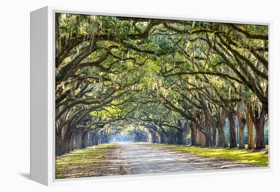 Savannah, Georgia, USA Oak Tree Lined Road at Historic Wormsloe Plantation.-SeanPavonePhoto-Framed Premier Image Canvas