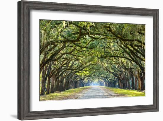 Savannah, Georgia, USA Oak Tree Lined Road at Historic Wormsloe Plantation.-SeanPavonePhoto-Framed Photographic Print