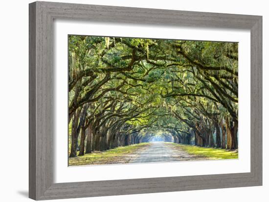 Savannah, Georgia, USA Oak Tree Lined Road at Historic Wormsloe Plantation.-SeanPavonePhoto-Framed Photographic Print