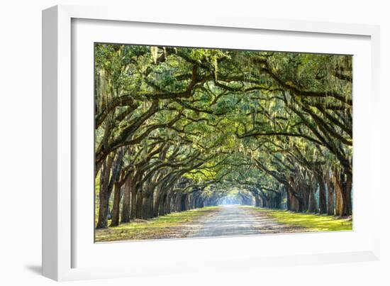 Savannah, Georgia, USA Oak Tree Lined Road at Historic Wormsloe Plantation.-SeanPavonePhoto-Framed Photographic Print