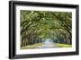 Savannah, Georgia, USA Oak Tree Lined Road at Historic Wormsloe Plantation.-SeanPavonePhoto-Framed Photographic Print