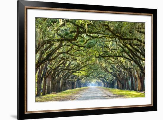 Savannah, Georgia, USA Oak Tree Lined Road at Historic Wormsloe Plantation.-SeanPavonePhoto-Framed Photographic Print