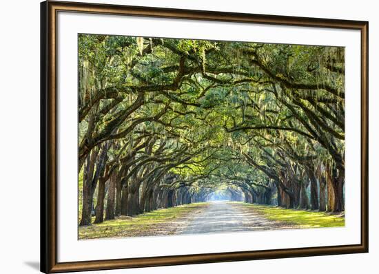 Savannah, Georgia, USA Oak Tree Lined Road at Historic Wormsloe Plantation.-SeanPavonePhoto-Framed Photographic Print