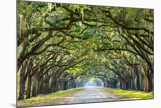 Savannah, Georgia, USA Oak Tree Lined Road at Historic Wormsloe Plantation.-SeanPavonePhoto-Mounted Photographic Print