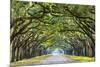 Savannah, Georgia, USA Oak Tree Lined Road at Historic Wormsloe Plantation.-SeanPavonePhoto-Mounted Photographic Print