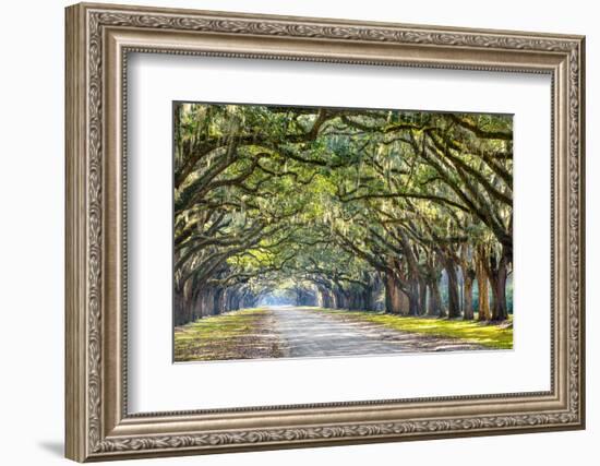 Savannah, Georgia, USA Oak Tree Lined Road at Historic Wormsloe Plantation.-SeanPavonePhoto-Framed Photographic Print