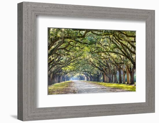 Savannah, Georgia, USA Oak Tree Lined Road at Historic Wormsloe Plantation.-SeanPavonePhoto-Framed Photographic Print