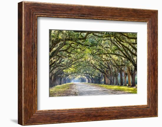 Savannah, Georgia, USA Oak Tree Lined Road at Historic Wormsloe Plantation.-SeanPavonePhoto-Framed Photographic Print