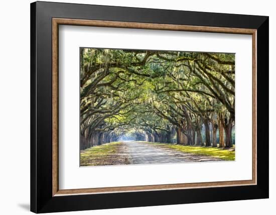 Savannah, Georgia, USA Oak Tree Lined Road at Historic Wormsloe Plantation.-SeanPavonePhoto-Framed Photographic Print