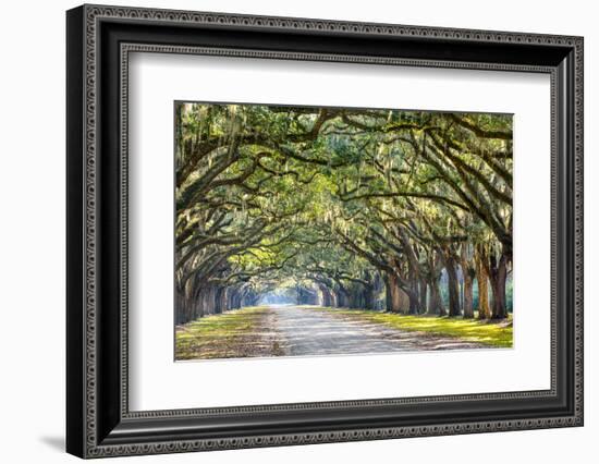 Savannah, Georgia, USA Oak Tree Lined Road at Historic Wormsloe Plantation.-SeanPavonePhoto-Framed Photographic Print