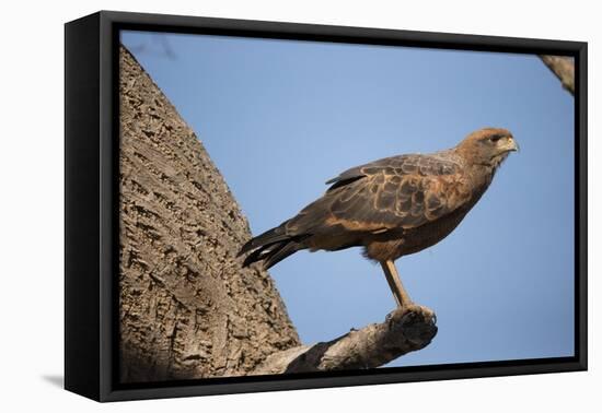 Savannah Hawk-Joe McDonald-Framed Premier Image Canvas