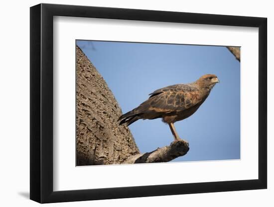 Savannah Hawk-Joe McDonald-Framed Photographic Print