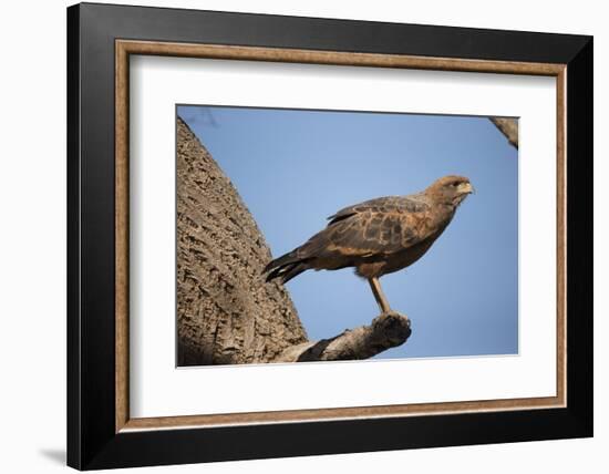 Savannah Hawk-Joe McDonald-Framed Photographic Print