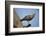 Savannah Hawk-Joe McDonald-Framed Photographic Print