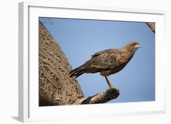 Savannah Hawk-Joe McDonald-Framed Photographic Print