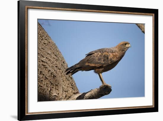 Savannah Hawk-Joe McDonald-Framed Photographic Print