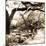 Savannah Sepia Sq II-Alan Hausenflock-Mounted Photographic Print