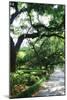 Savannah Sidewalk II-Alan Hausenflock-Mounted Photographic Print