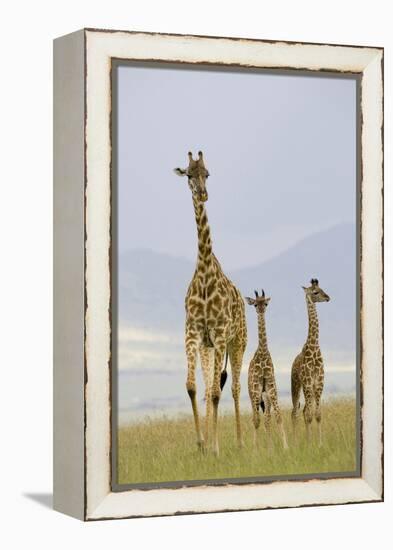 Savannah Strut-Susann Parker-Framed Premier Image Canvas