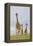 Savannah Strut-Susann Parker-Framed Premier Image Canvas