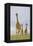 Savannah Strut-Susann Parker-Framed Premier Image Canvas