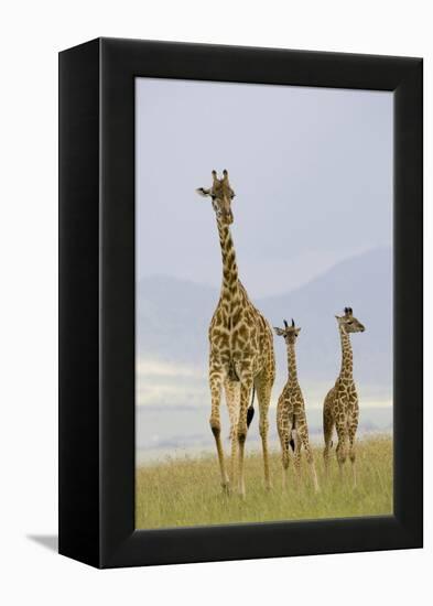 Savannah Strut-Susann Parker-Framed Premier Image Canvas