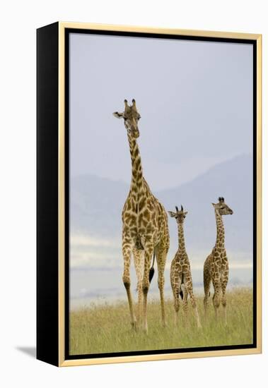 Savannah Strut-Susann Parker-Framed Premier Image Canvas