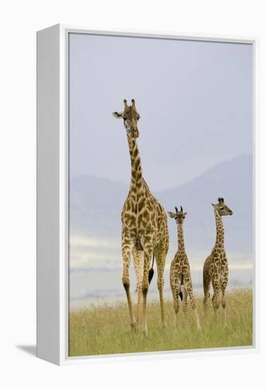 Savannah Strut-Susann Parker-Framed Premier Image Canvas