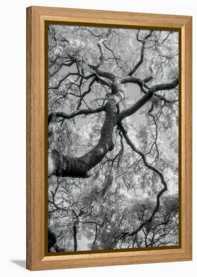 Savannah-Jim Dratfield-Framed Stretched Canvas