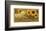 Savon Helianthis d'Or-null-Framed Art Print