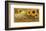 Savon Helianthis d'Or-null-Framed Art Print