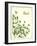 Savory Basil-The Saturday Evening Post-Framed Giclee Print