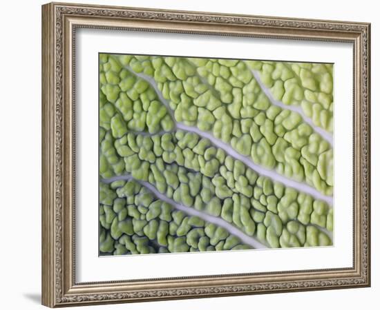 Savoy Cabbage Leaf-Rogge & Jankovic-Framed Photographic Print