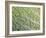 Savoy Cabbage Leaf-Rogge & Jankovic-Framed Photographic Print