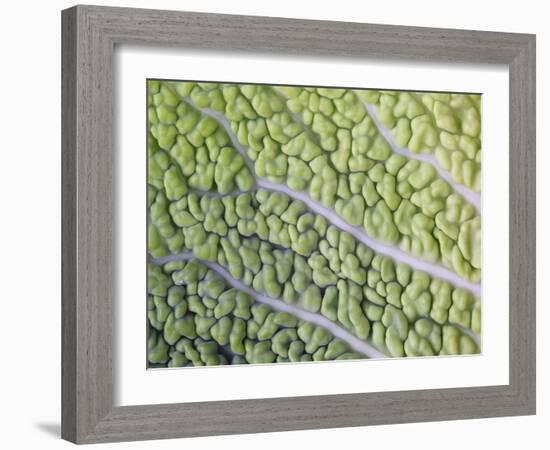 Savoy Cabbage Leaf-Rogge & Jankovic-Framed Photographic Print