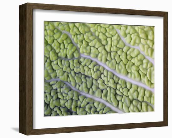 Savoy Cabbage Leaf-Rogge & Jankovic-Framed Photographic Print