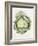 Savoy Cabbage-Alison Cooper-Framed Giclee Print