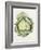 Savoy Cabbage-Alison Cooper-Framed Giclee Print