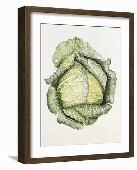 Savoy Cabbage-Alison Cooper-Framed Giclee Print