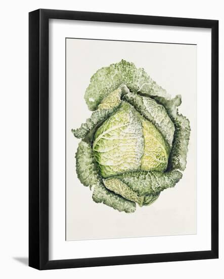 Savoy Cabbage-Alison Cooper-Framed Giclee Print