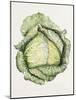 Savoy Cabbage-Alison Cooper-Mounted Giclee Print