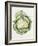 Savoy Cabbage-Alison Cooper-Framed Giclee Print