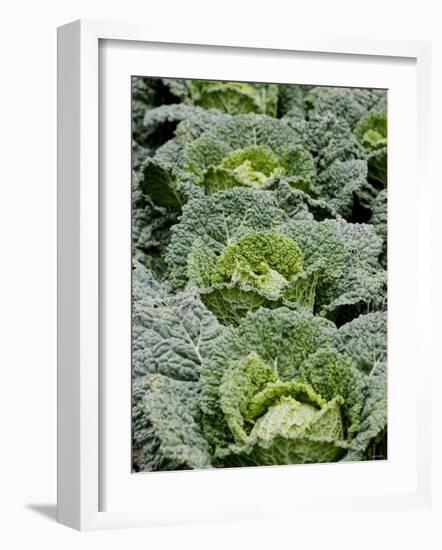 Savoy Cabbages in the Field-Sara Deluca-Framed Photographic Print