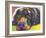 Savvy Labrador-Dean Russo-Framed Giclee Print