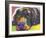 Savvy Labrador-Dean Russo-Framed Giclee Print