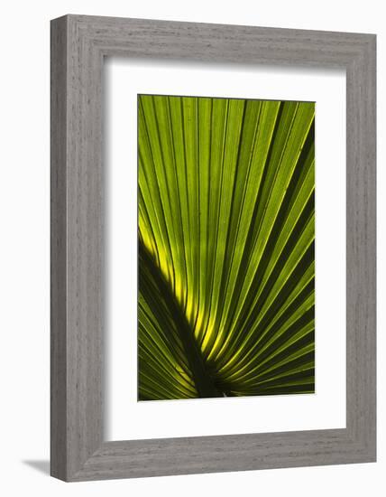 Saw Palmetto, Little St Simons Island, Barrier Islands, Georgia-Pete Oxford-Framed Photographic Print